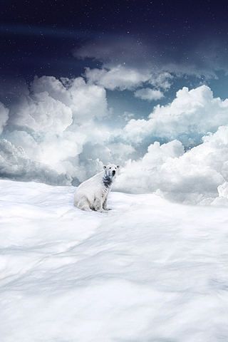 Polar Bear Dream iPhone Wallpaper