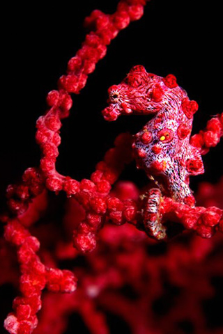 Pygmy Seahorse iPhone Wallpaper