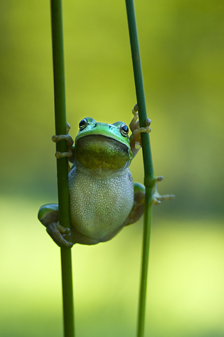 Tubby Frog by Tammy Bergstrom iPhone Wallpaper