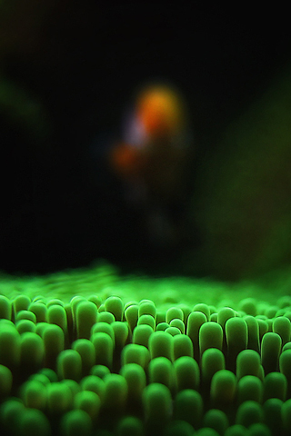Green Anemone by Pedro Gonio iPhone Wallpaper