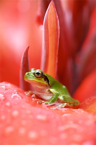 Tiny Frog iPhone Wallpaper