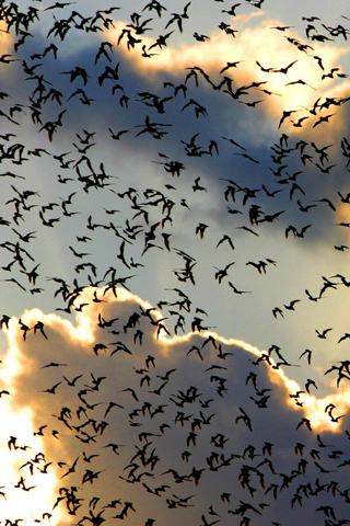 Bats iPhone Wallpaper