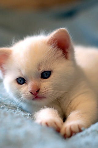 White Kitten iPhone Wallpaper