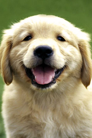 Golden Retriever Puppy iPhone Wallpaper
