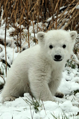 Knut the Polar Bear iPhone Wallpaper