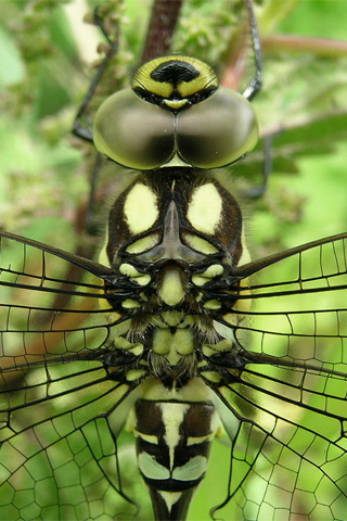 Dragon Fly iPhone Wallpaper