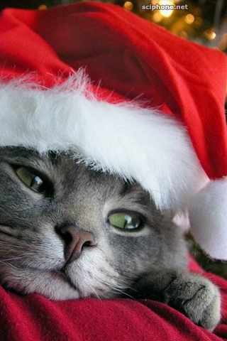 Santa Cat iPhone Wallpaper