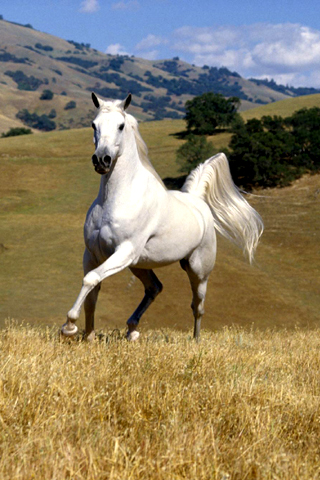White Horse iPhone Wallpaper