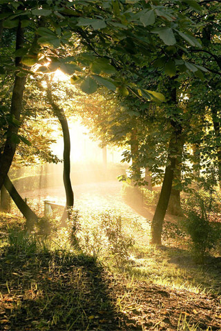 Sunny Forest iPhone Wallpaper