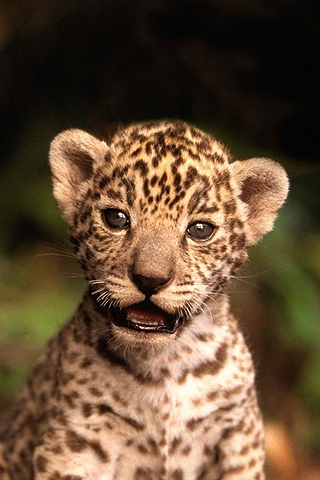 Jaguar Cub iPhone Wallpaper