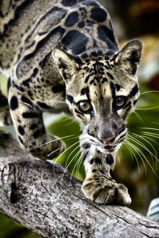 african cats wallpaper. iPhone wallpapers and iPod