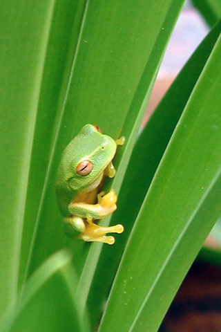 Little Green Frog iPhone Wallpaper