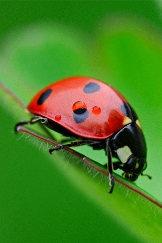 Ladybug Macro iPhone Wallpaper