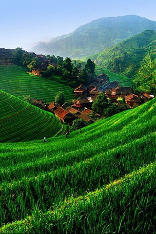 Rice Fields iPhone Wallpaper