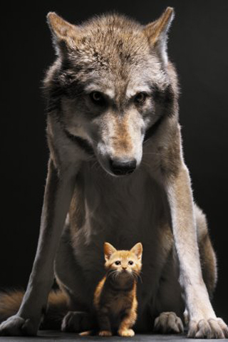 Wolf & Kitten iPhone Wallpaper
