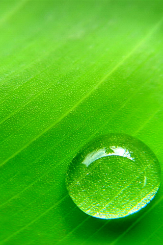 Dew Drop Closeup iPhone Wallpaper