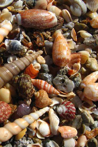 Sea Shells iPhone Wallpaper
