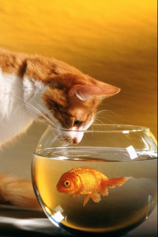 Curious Cat + Goldfish iPhone Wallpaper