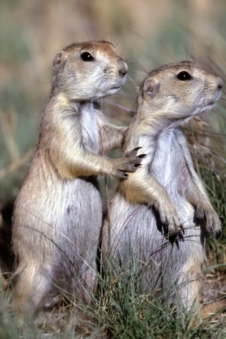 Pair of Prarie Dogs iPhone Wallpaper