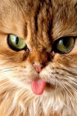 Brown Cats Tongue iPhone Wallpaper