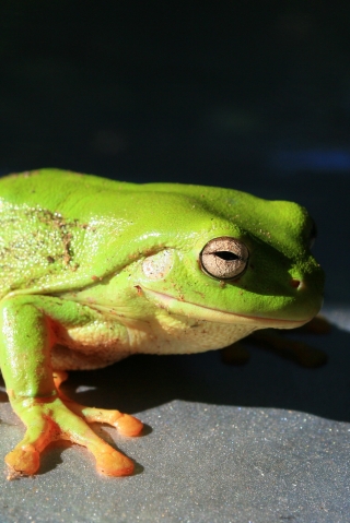 Green Treefrog Closeup iPhone Wallpaper
