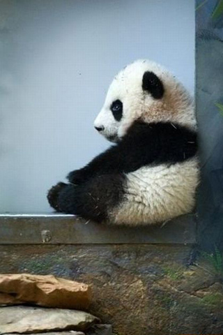 Baby Panda Bear iPhone Wallpaper