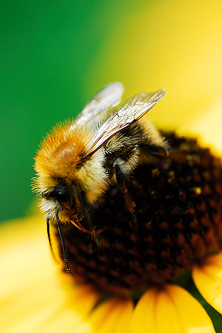 Bumble Bee Closeup iPhone Wallpaper