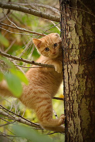 Kitten Climbing Tree iPhone Wallpaper