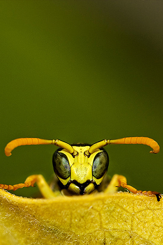 Bee Closeup iPhone Wallpaper