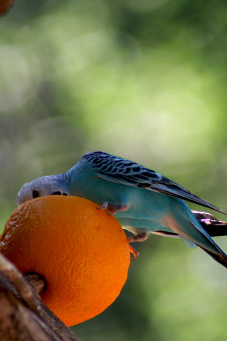 Parrot + Orange iPhone Wallpaper