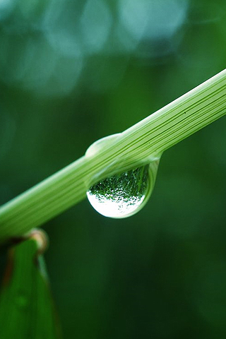 Water Droplet Closeup iPhone Wallpaper
