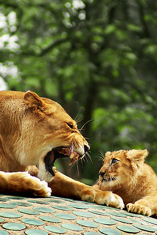 Mother & Son Lion iPhone Wallpaper