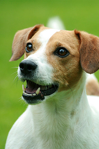 Jack Russell iPhone Wallpaper