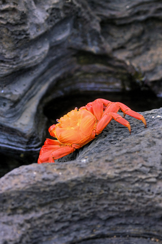 Orange Crab iPhone Wallpaper