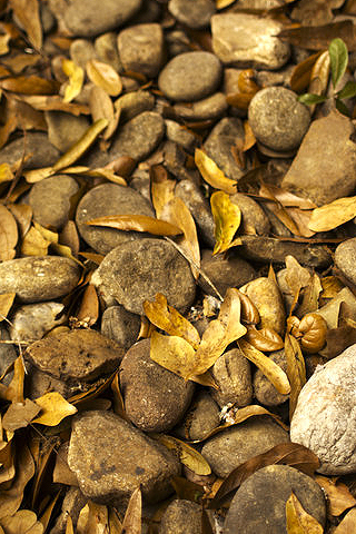 Rocks & Leaves iPhone Wallpaper