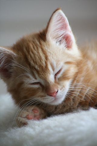Sleepy Kitten iPhone Wallpaper
