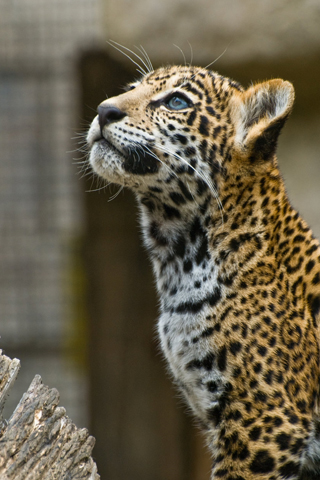 Young Leopard iPhone Wallpaper