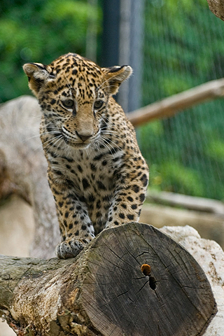 Small Leopard Cub iPhone Wallpaper
