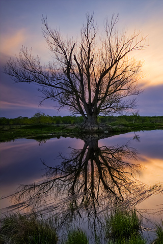 Tree Reflection iPhone Wallpaper