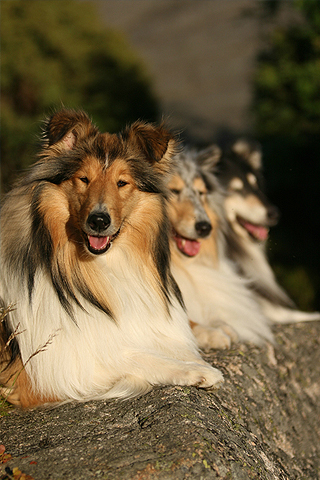 Lassie x 3 iPhone Wallpaper