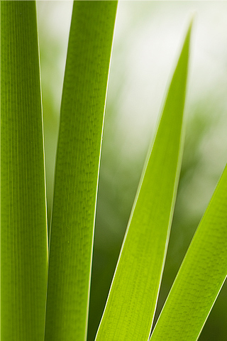Blades of Grass iPhone Wallpaper