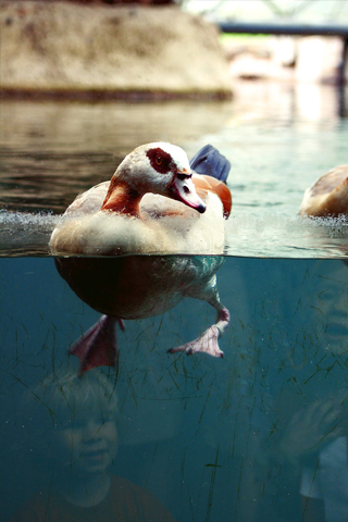 Swimming Duck iPhone Wallpaper