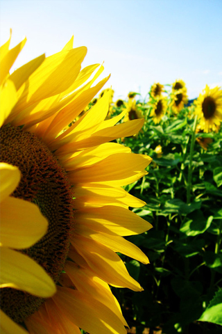 Sun Flowers iPhone Wallpaper