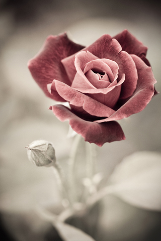 Beautiful Rose iPhone Wallpaper