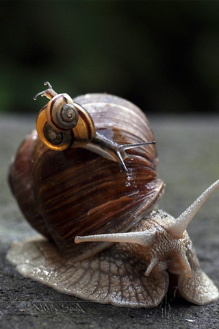 Little Snails iPhone Wallpaper