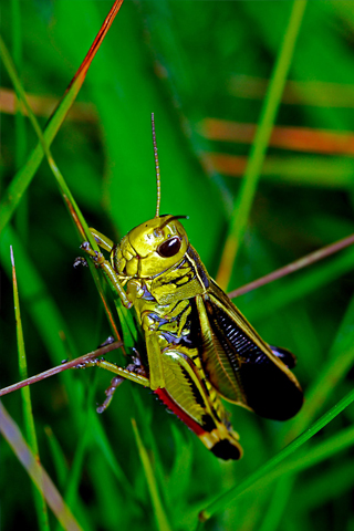 Grasshopper Closeup iPhone Wallpaper