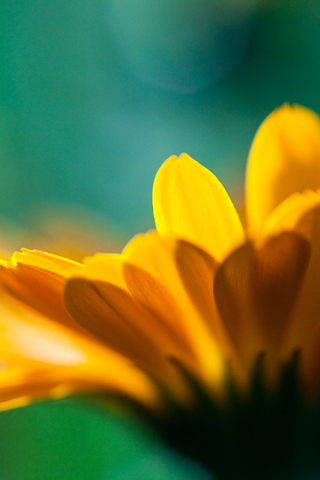 Yellow Flower Closeup iPhone Wallpaper