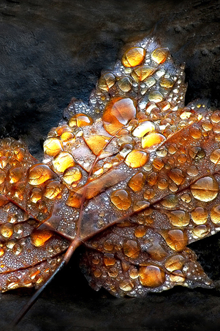 Leaf Dew iPhone Wallpaper