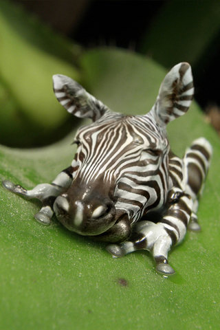 zebra wallpaper. Zebra Frog iPhone Wallpaper