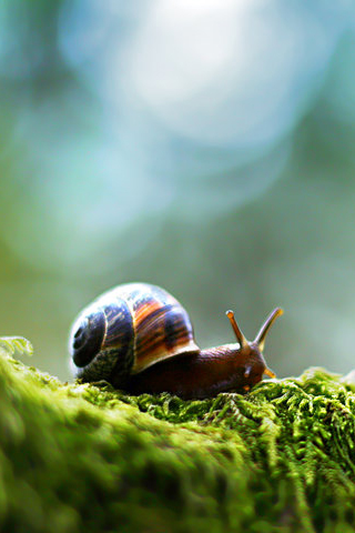 Tiny Snail iPhone Wallpaper